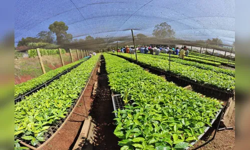 Programa de incentivo distribui 137 mil mudas de café em Ivaiporã