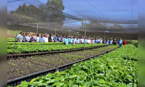 
							Programa de incentivo distribui 137 mil mudas de café em Ivaiporã
						
						