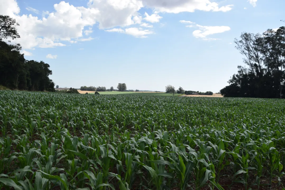 Com plantio antecipado, milho safrinha pode crescer 21% na região