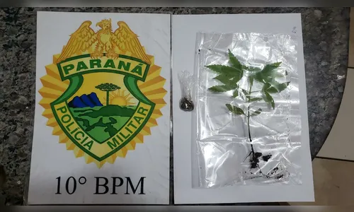 PM de Apucarana apreende adolescente por cultivar maconha 