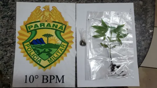 PM de Apucarana apreende adolescente por cultivar maconha 