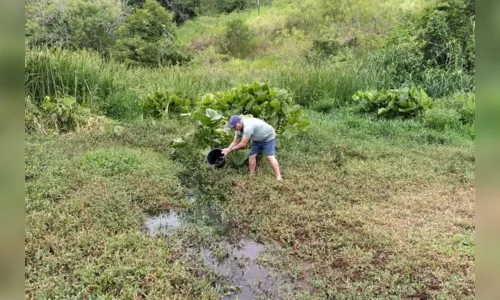 
							Como cidades do Paraná estão usando peixes para combater o mosquito da dengue e sair da epidemia
						
						