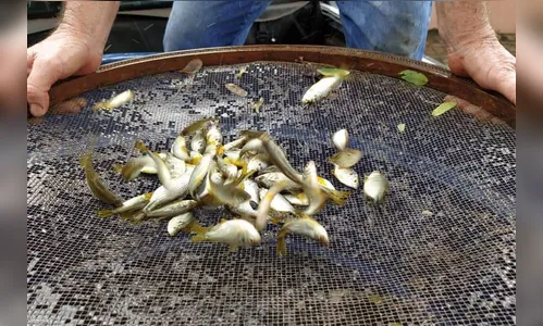 Como cidades do Paraná estão usando peixes para combater o mosquito da dengue e sair da epidemia