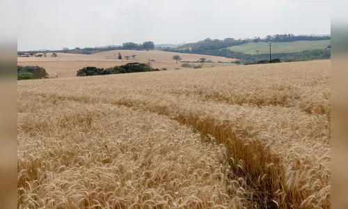 Produtor rural tem até o dia 30 para regularizar nota fiscal