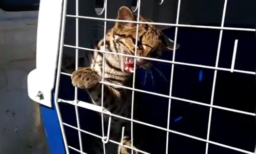 'Gato-Maracajá' é capturado na zona urbana de Arapongas
