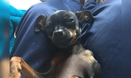 Empresa é condenada a pagar multa de R$ 20 mil após funcionário matar cachorra, em Foz do Iguaçu