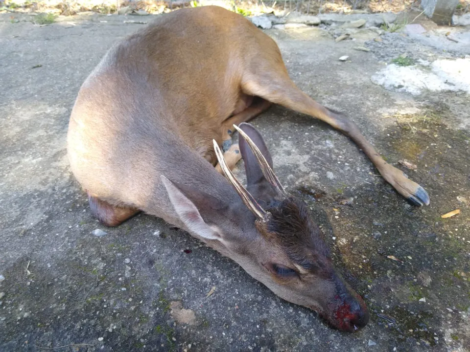 Dono de chácara salva veado ferido que fugia de caçadores, no Paraná