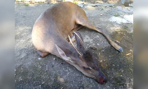 Dono de chácara salva veado ferido que fugia de caçadores, no Paraná