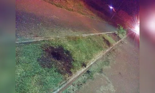 Plantas ornamentais são furtadas do  canteiro central de Faxinal 