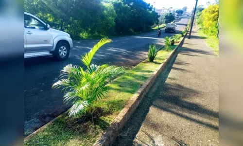 
						
							Plantas ornamentais são furtadas do  canteiro central de Faxinal 
						
						