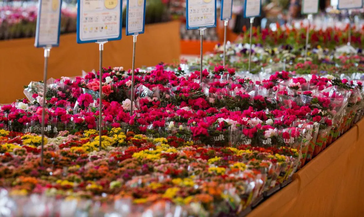 Colhedores de flores do Brasil tornam-se Patrimônio Agrícola Mundial