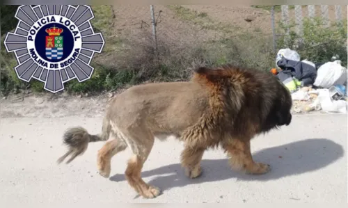 Moradores na Espanha confundem cachorro com leão e chamam a polícia