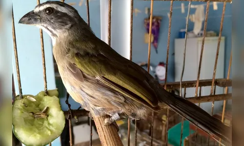 Pássaros da espécie trinca-ferro são furtados, em Jardim Alegre