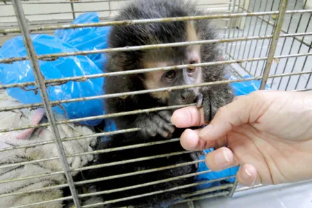 Instituto Água e Terra orienta sobre o resgate de animais silvestres