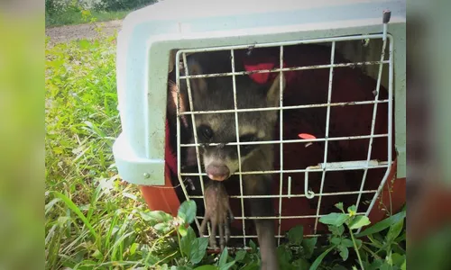 Grupamento Ambiental de Arapongas captura guaxinim próximo ao Jardim Santo Antônio