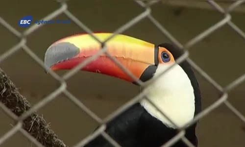 Prefeito de SP sanciona lei que proíbe abertura de novos zoológicos