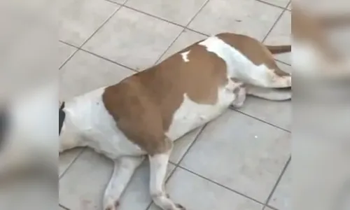 GM de Arapongas encontra pit bull morto a facadas e outro gravemente ferido em residência