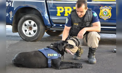 Cão labrador da PRF, Popó morre aos 14 anos 