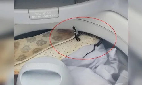 
							Mulher leva susto ao encontrar cobra dentro da máquina de lavar roupas, em Borrazópolis
						
						