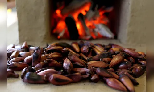 Venda de pinhão está liberada a partir dessa quarta-feira