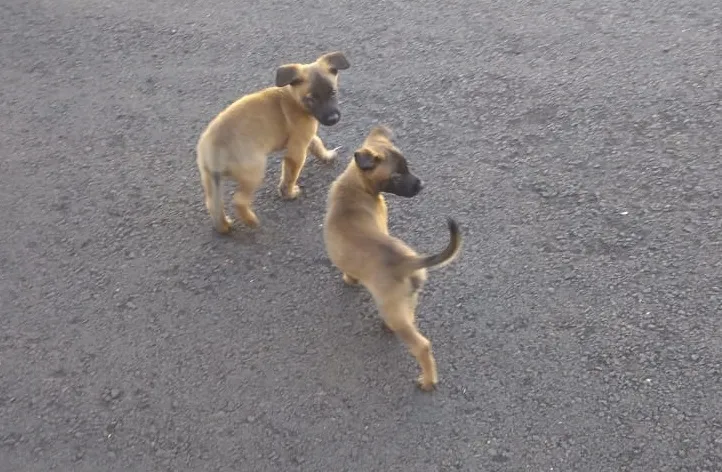 Canil do 10º BPM de Apucarana recebe novos cães