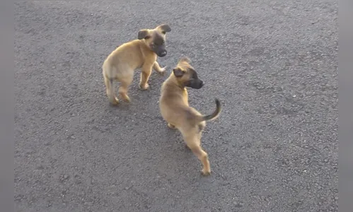 Canil do 10º BPM de Apucarana recebe novos cães
