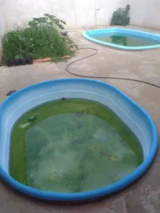 Faxinal multa proprietários de imóveis com focos de dengue