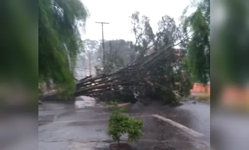 
							Chuva com vento forte causa estragos em Apucarana 
						
						
