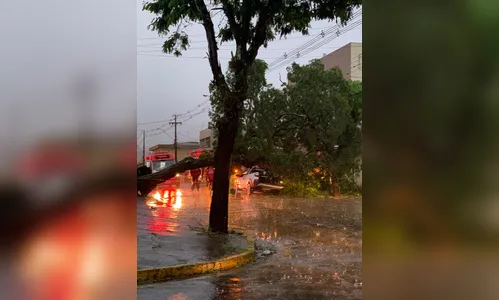 Bombeiros atendem mais de 40 casos de quedas de árvores e destelhamentos em Apucarana