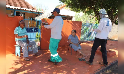 Prefeitura de Ivaiporã distribui mudas de Crotalária para combater a dengue