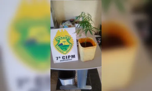 Homens trocam pés de maconha por moto roubada e acabam presos em Arapongas