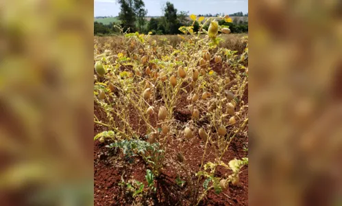 
							Grão-de-bico, uma nova alternativa de renda no Vale do Ivaí
						
						