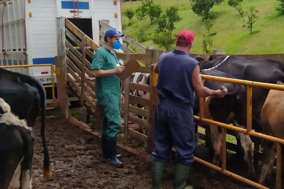 Adapar mantém ritmo para garantir status sanitário e alimentos