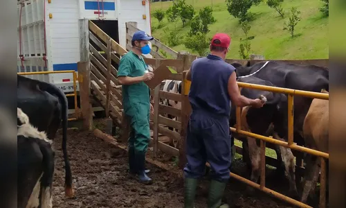 Adapar mantém ritmo para garantir status sanitário e alimentos