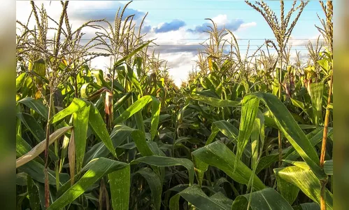 Manejo adequado de pragas e doenças é fundamental para aumentar a produtividade da safrinha de milho no Brasil