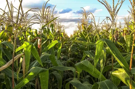 Manejo adequado de pragas e doenças é fundamental para aumentar a produtividade da safrinha de milho no Brasil