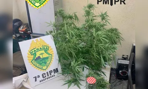 PM de Arapongas apreende pé de maconha 