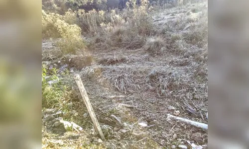 Cidades do Paraná registram geadas nesta quinta-feira 