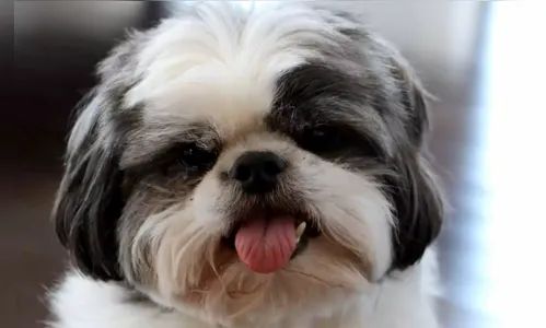 Cachorro da raça shih-tzu é furtado, em Ivaiporã