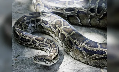 Vídeo flagra cobra devorando gato na Austrália; assista
