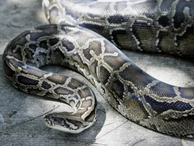 Vídeo flagra cobra devorando gato na Austrália; assista