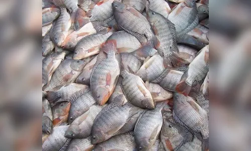 PM aborda suspeitos de roubar peixes de represa particular em Novo Itacolomi 