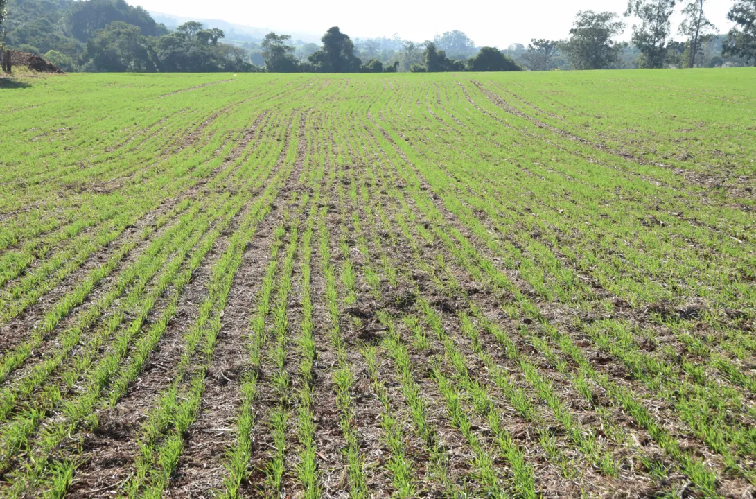 Nos 15 municípios da área de abrangência da regional foram semeados apenas 5%. (Foto: TNOnline)