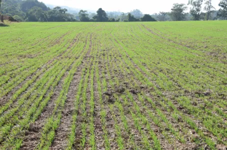 Nos 15 municípios da área de abrangência da regional foram semeados apenas 5%. (Foto: TNOnline)