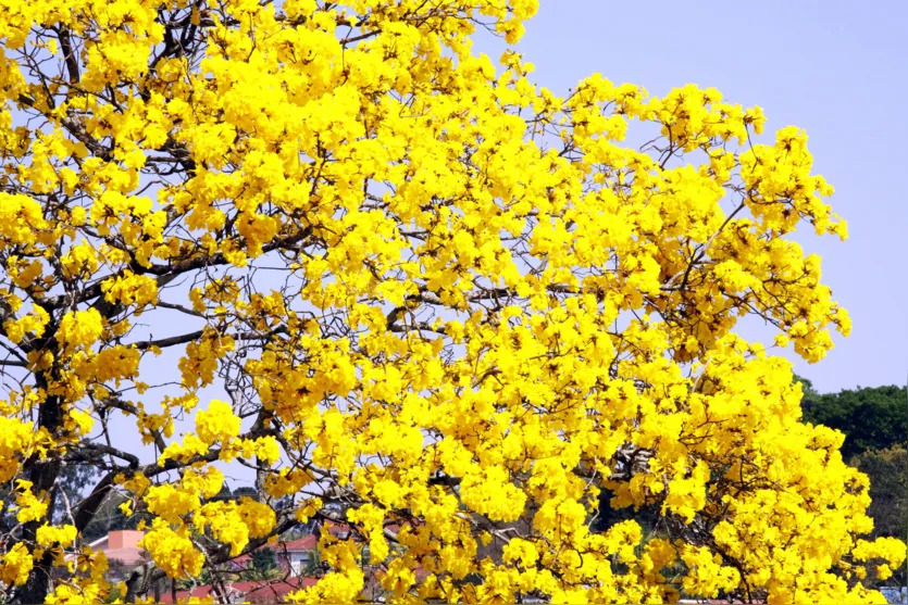   Ipês  amarelos já florecem em Apucarana 