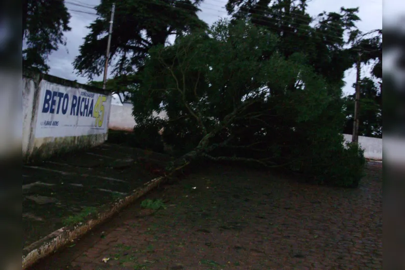   Na Rua Catarina Poncho o trânsito ficou parcialmente obstruído por uma árvore caída  