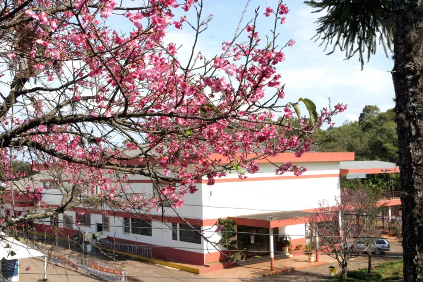  Florada das Cerejeiras embeleza Apucarana  