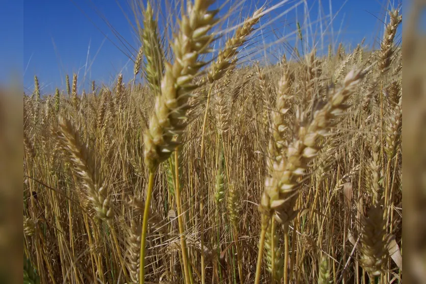   Redução da produção mundial mantém firmes preços do trigo 