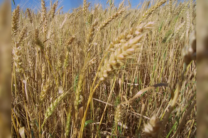   Redução da produção mundial mantém firmes preços do trigo 
