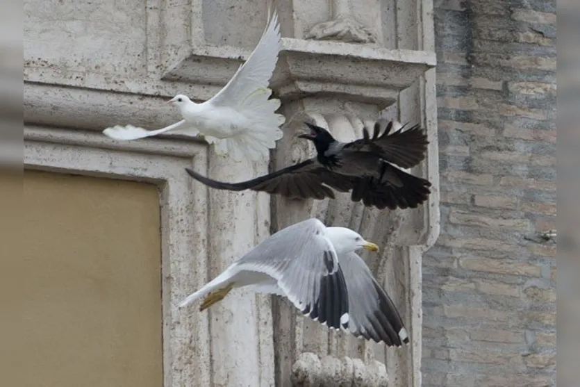   Um corvo também perseguiu a gaivota na Praça São Pedro, no Vaticano (Foto: Gregorio Borgia/AP) 